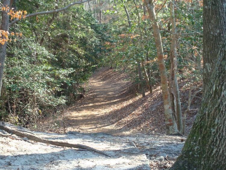 A winding dirt path surrounded by lush green foliage and trees, with fallen leaves scattered along the ground, creating a serene and natural atmosphere. The pathway leads deeper into the woods, inviting exploration. First Landing State Park mountain bike trail.