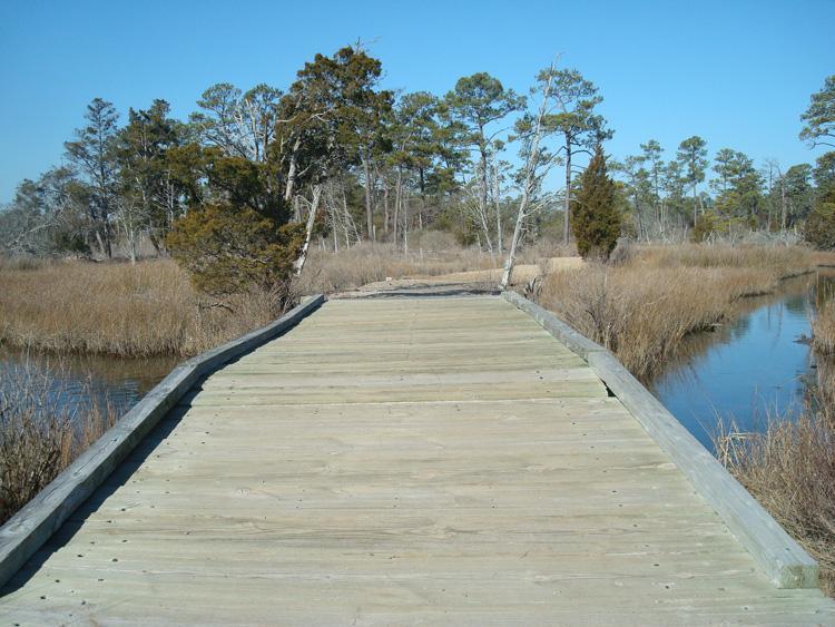 A wooden boardwalk winding through a marsh with tall grasses and scattered trees, under a clear blue sky. The boardwalk leads toward the horizon, with water visible on one side. First Landing State Park mountain bike trail.