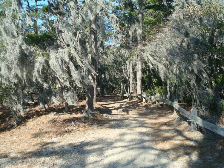 A dirt path winding through a forest featuring tall trees draped in Spanish moss, with a wooden fence lining one side. The sunlight filters through the leaves, casting shadows on the ground. First Landing State Park mountain bike trail.