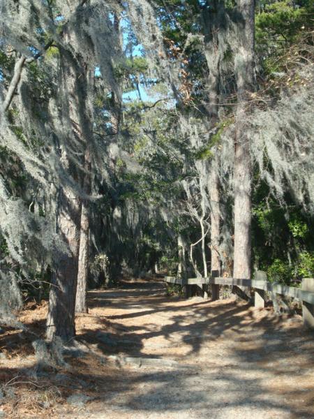 A serene forest path lined with tall trees draped in Spanish moss, with a wooden fence on one side and a sunlit trail covered in pine needles. First Landing State Park mountain bike trail.