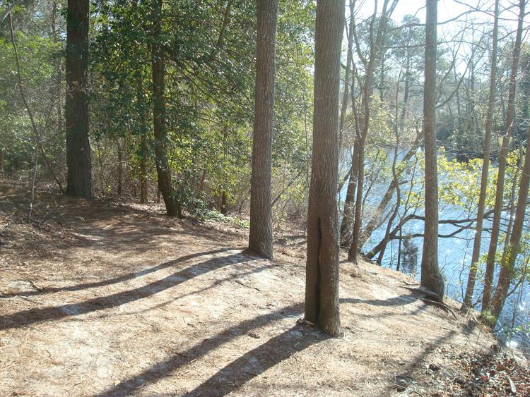 A peaceful forest path lined with tall trees, leading to a calm river. The scene is illuminated by sunlight, casting long shadows on the ground covered with pine needles. Small patches of greenery are visible among the trees, indicating early spring or late winter. First Landing State Park mountain bike trail.