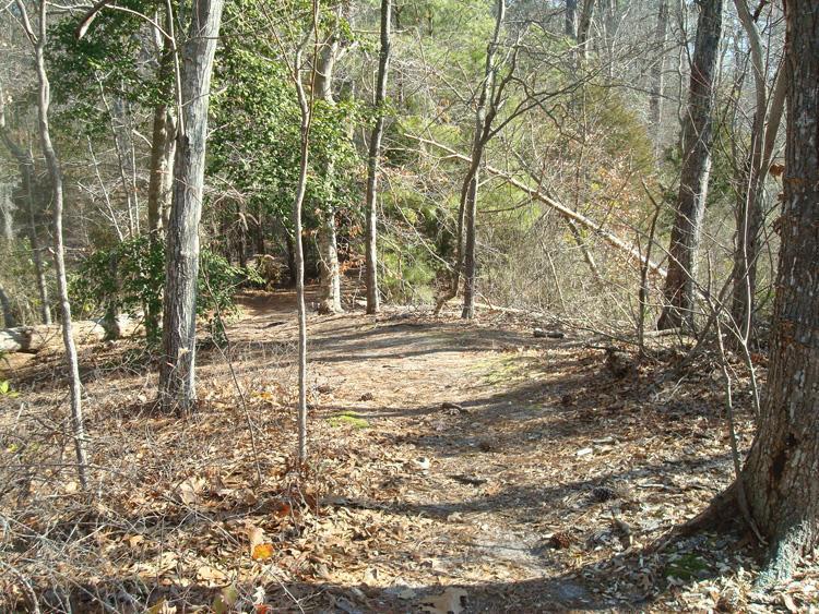 A narrow dirt path winding through a wooded area, featuring tall trees with sparse leaves and scattered autumn foliage on the ground, under a clear sky. First Landing State Park mountain bike trail.