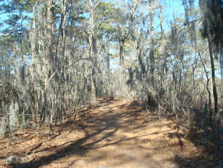 A narrow dirt path winding through a wooded area, lined with trees draped in Spanish moss. The ground is covered in fallen leaves, and the sky is clear blue, creating a serene natural setting. First Landing State Park mountain bike trail.