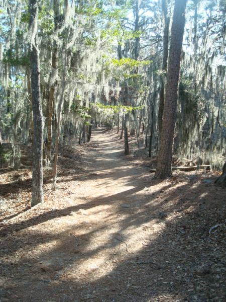 A serene dirt path winding through a forest, surrounded by tall trees draped in Spanish moss, with soft sunlight filtering through the branches, creating a warm and inviting atmosphere. The ground is covered with fallen leaves, and the path leads deeper into the lush greenery of the woods. First Landing State Park mountain bike trail.