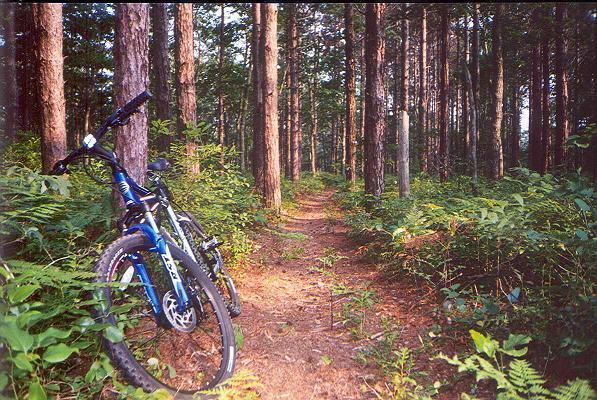 Two mountain bikes are leaning against a tree on a narrow dirt path surrounded by tall pine trees and lush greenery. The sun filters through the branches, creating a peaceful atmosphere in a wooded area suitable for biking. Sheep Pond Woodland Hills Conservation mountain bike trail.