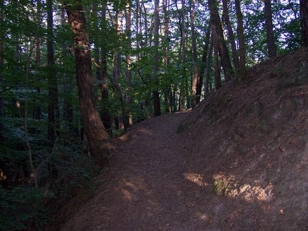 A forest path winding through trees, with sunlight filtering through the leaves, creating a serene and natural atmosphere. Hardenburg/Limburg Trail mountain bike trail.