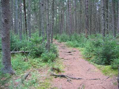 A winding dirt path through a dense forest, surrounded by tall trees and underbrush. The ground is uneven with visible tree roots and patches of greenery. Scarface Mountain mountain bike trail.