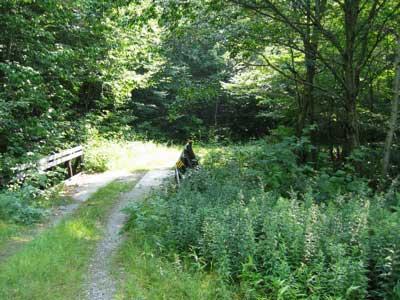A serene forest pathway leading to a wooden bench, surrounded by lush greenery and sunlight filtering through the trees. The path is partially overgrown, suggesting a quiet and natural setting. Cotton Brook mountain bike trail.