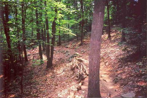 A winding dirt path through a lush green forest, surrounded by tall trees with bright green leaves. Sunlight filters through the branches, casting dappled shadows on the ground, which is covered in leaves and small rocks. Callahan State Park mountain bike trail.