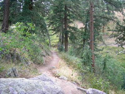 A winding dirt trail surrounded by tall trees and lush greenery, with rocky outcrops and soft grass along the path, leading through a peaceful forest environment. Betasso Preserve mountain bike trail.