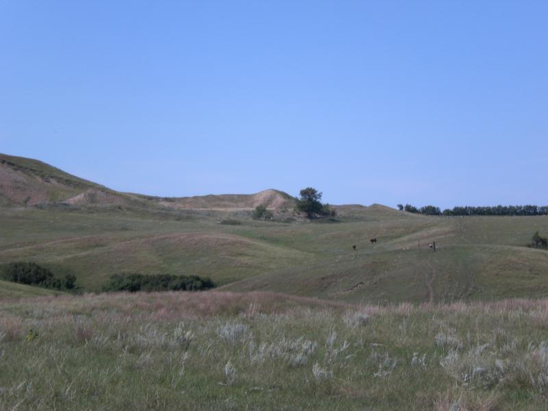 Rolling hills under a clear blue sky, with patches of grass and scattered trees. A few animals are visible grazing in the distance, surrounded by a serene, natural landscape. Black Butte Adventures mountain bike trail.