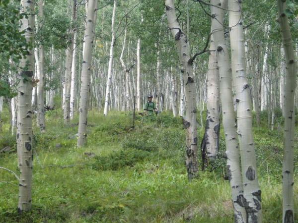 A dense forest of tall aspen trees with white bark and lush green foliage. In the background, a person dressed in green is partially visible, blending into the natural surroundings. The ground is covered with grass and underbrush, creating a serene and tranquil atmosphere. Twin Lakes Loop mountain bike trail.