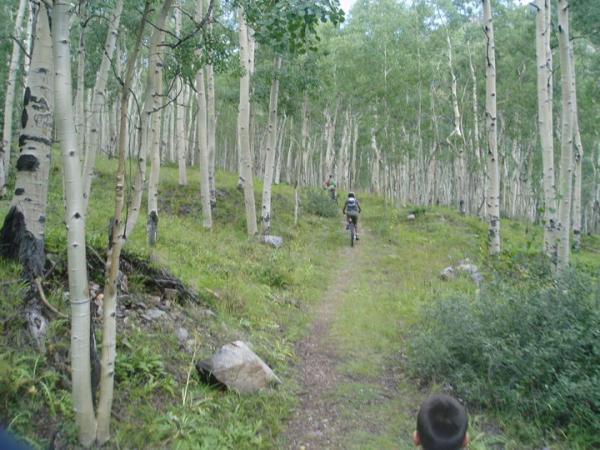 A trail winding through a dense forest of aspen trees, with a person riding a mountain bike in the distance. The path is lined with greenery, rocks, and foliage, creating a serene natural setting. Twin Lakes Loop mountain bike trail.
