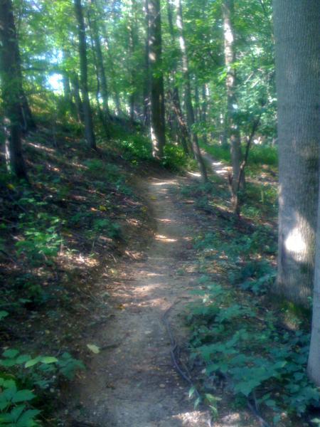 A narrow dirt path meanders through a lush green forest, surrounded by tall trees and dense foliage. Sunlight filters through the leaves, creating a serene and inviting atmosphere. Fairland Recreational Park mountain bike trail.