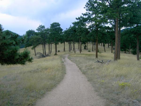 A dirt path winding through a grassy landscape surrounded by tall pine trees, under a cloudy sky. Betasso Preserve mountain bike trail.