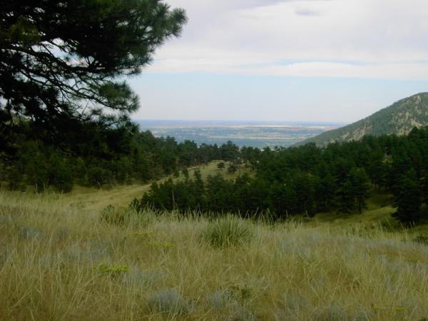 A scenic view from a hillside featuring a mix of grassy fields and dense pine trees in the foreground, overlooking a valley with rolling hills and distant landscapes under a partly cloudy sky. Betasso Preserve mountain bike trail.