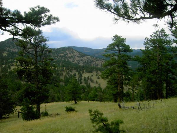 A scenic view of rolling hills and mountains, partially obscured by tall pine trees. The landscape features grassy areas with a mix of evergreen trees, set under a cloudy sky. Betasso Preserve mountain bike trail.
