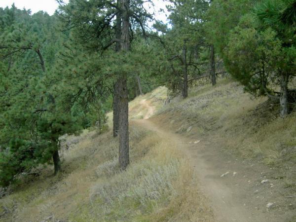 A winding dirt path through a forested area, surrounded by tall pine trees and patches of dry grass. The trail curves gently, leading deeper into the greenery. Betasso Preserve mountain bike trail.