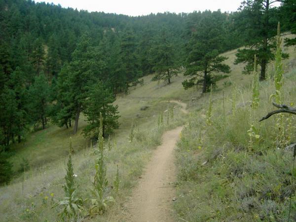 A winding dirt path leads through a grassy landscape dotted with tall green trees, set against a backdrop of rolling hills and overcast skies. Betasso Preserve mountain bike trail.