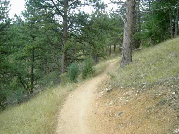 A winding dirt path cuts through a forested area, flanked by tall pine trees and patches of green vegetation. The trail is surrounded by a mix of grassy terrain and earthy soil, leading towards a bend in the distance. Betasso Preserve mountain bike trail.