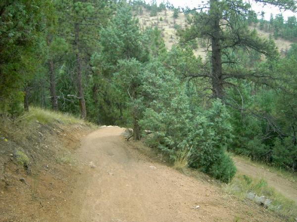 A winding dirt path through a forested area, surrounded by tall green pine trees and hilly terrain. The path is slightly overgrown with grass and shrubs. Betasso Preserve mountain bike trail.