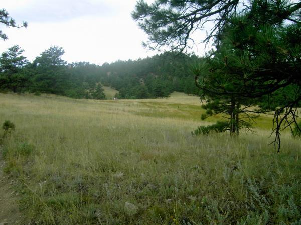 A grassy meadow surrounded by pine trees, with rolling hills in the background under a cloudy sky. Betasso Preserve mountain bike trail.