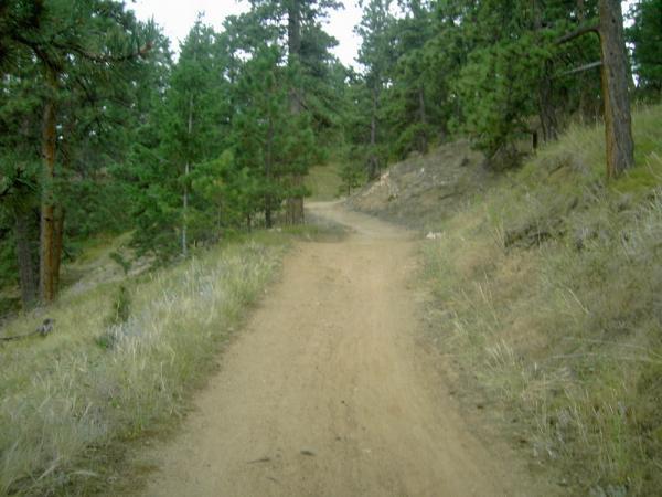 A dirt path winding through a forested area, flanked by green pine trees and patches of dry grass, with a gentle incline in the distance. Betasso Preserve mountain bike trail.