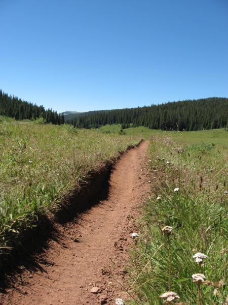 A narrow dirt path winding through a lush green meadow, bordered by tall grass and wildflowers, beneath a clear blue sky and surrounded by pine trees in the background. Reno / Flag / Bear / Deadman Loop mountain bike trail.