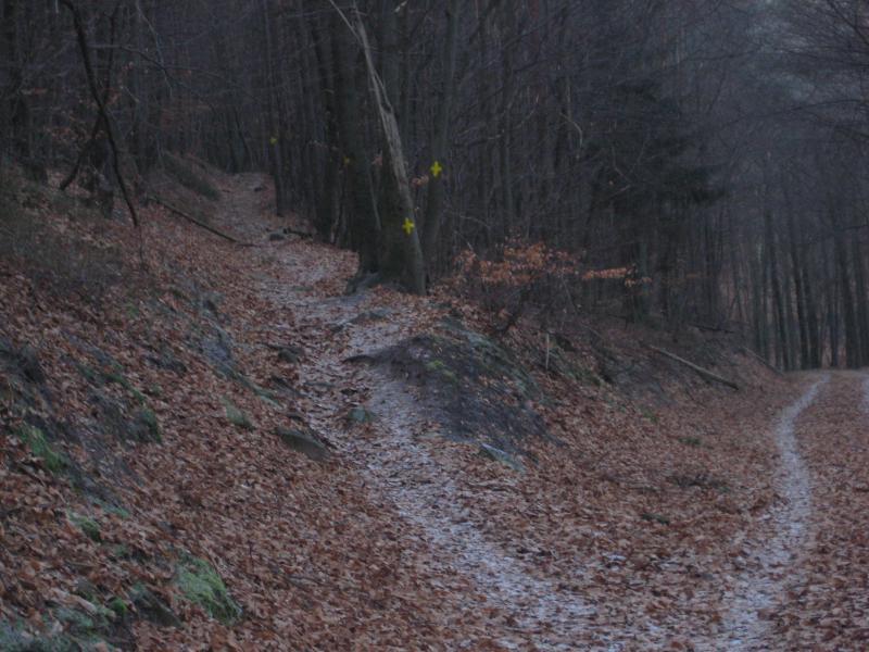 A serene forest path winding through trees, covered with fallen leaves. One path diverges to the left, while another continues straight ahead. The scene is dimly lit, creating a calm and tranquil atmosphere. Hardenburg/Limburg Trail mountain bike trail.
