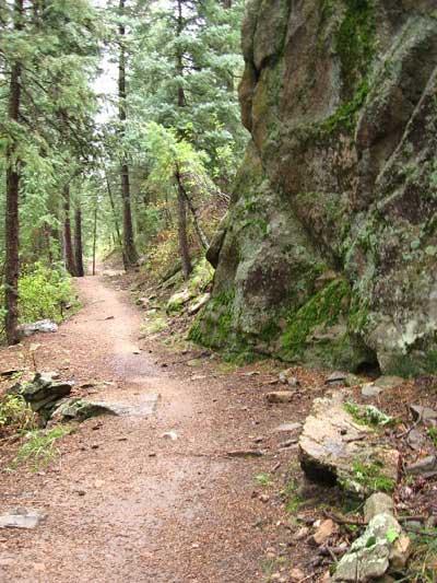 A winding dirt path surrounded by tall trees and rocky outcrops, with patches of moss on the rocks, creating a serene and natural forest atmosphere. Dedisse Trail mountain bike trail.