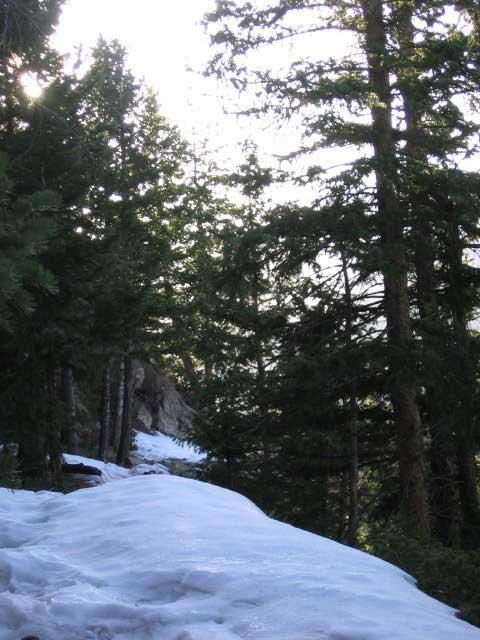 Snow-covered trail winding through tall evergreen trees, with sunlight filtering through the branches in the background. Silver Creek Trail mountain bike trail.