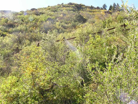 A dense green hillside with various shrubs and plants, featuring a wooden fence in the background. The scene is bright and sunlit, showcasing a vibrant natural landscape. Barr Trail / Pikes Peak mountain bike trail.