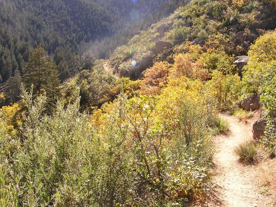 A winding dirt path surrounded by lush greenery and autumn-colored foliage leads through a mountainous landscape, with dense evergreen trees visible in the background under a bright blue sky. Barr Trail / Pikes Peak mountain bike trail.