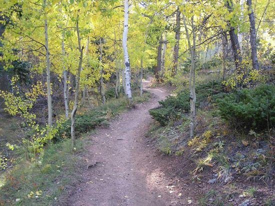 A winding dirt path through a forest with vibrant yellow aspen trees, surrounded by greenery and autumn foliage. Sunlight filters through the leaves, creating a serene and inviting atmosphere. Barr Trail / Pikes Peak mountain bike trail.