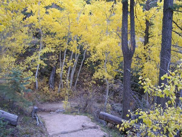 A serene pathway winding through a forest with vibrant yellow aspen trees. The ground is a mix of dirt and rocky terrain, flanked by fallen logs and lush foliage, creating a picturesque autumn scene. Barr Trail / Pikes Peak mountain bike trail.