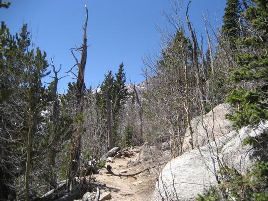 A hiking trail winding through a forest with a mix of tall pine trees and bare, dead trees under a clear blue sky. The path is surrounded by rocky terrain, suggesting a natural and rugged environment. Barr Trail / Pikes Peak mountain bike trail.