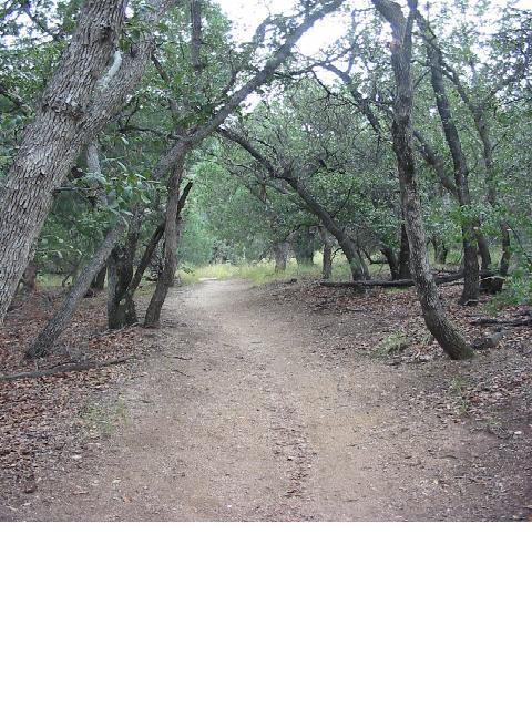 A dirt path winding through a wooded area, lined with various trees creating an arching canopy overhead. The ground is scattered with leaves, and the light filters softly through the foliage, suggesting a peaceful and serene natural setting. Brown Canyon mountain bike trail.