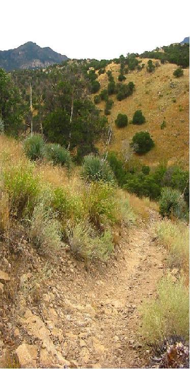 A winding dirt path through a hilly landscape, surrounded by green vegetation and sparse trees. The scene features a mix of grassy areas and rocky terrain, with mountains visible in the background under an overcast sky. Brown Canyon mountain bike trail.