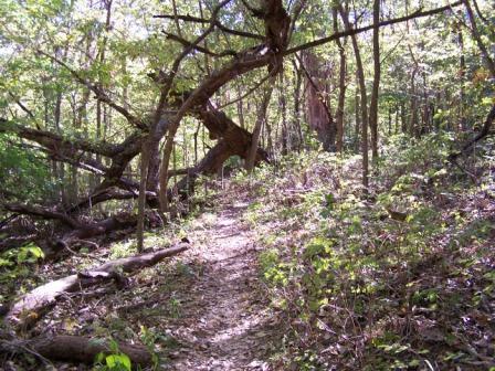A sunlit forest path winding through a lush green landscape, with overgrown foliage and fallen tree branches scattered along the trail. Polecat Creek Trail mountain bike trail.