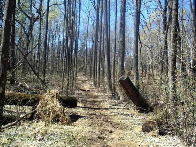 A narrow dirt path meanders through a wooded area, lined by tall, bare trees against a bright blue sky. Fallen logs are strategically placed along the trail, with some overgrown grass near the ground, suggesting a natural, peaceful setting. Otter Creek mountain bike trail.