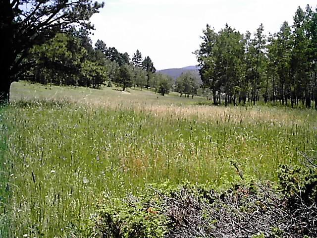 A lush, green meadow surrounded by trees under a clear sky, with rolling hills visible in the background. The scene conveys a tranquil natural landscape, ideal for outdoor activities or relaxation. Meyer Ranch Park mountain bike trail.