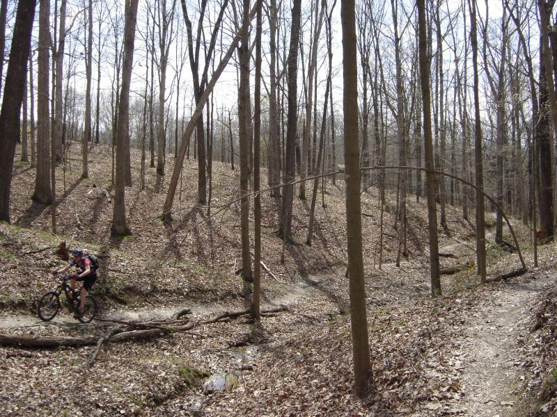 A cyclist riding a mountain bike along a dirt trail in a wooded area, surrounded by tall, bare trees and a carpet of brown leaves on the ground. The trail intersects with a partially obstructed path, with fallen branches adding to the natural landscape. Brown County Park mountain bike trail.