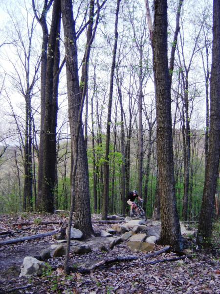 A mountain biker navigating a rocky trail surrounded by tall trees and lush greenery in a forest setting. The image captures the cyclist in action, emphasizing the natural landscape and the challenging terrain. Brown County Park mountain bike trail.