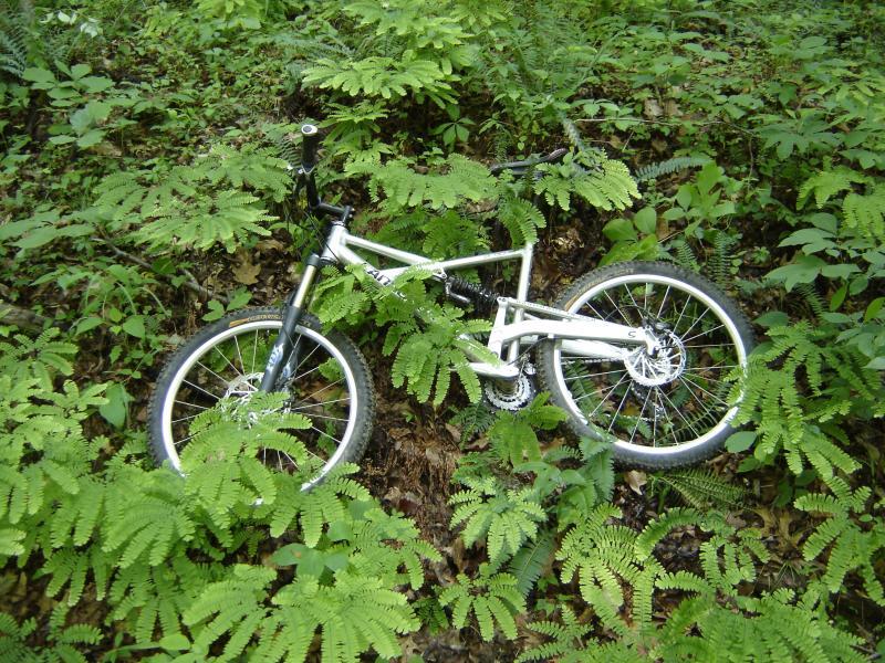 A mountain bike partially obscured by lush green ferns in a forested area. The bike is white with black detailing, and it is lying on a bed of leaves and ferns, blending into the natural surroundings. Brown County Park mountain bike trail.