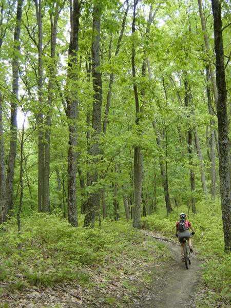 A mountain biker riding along a dirt trail surrounded by tall green trees in a lush forest. The scene is filled with vibrant foliage, creating a serene outdoor atmosphere. Brown County Park mountain bike trail.