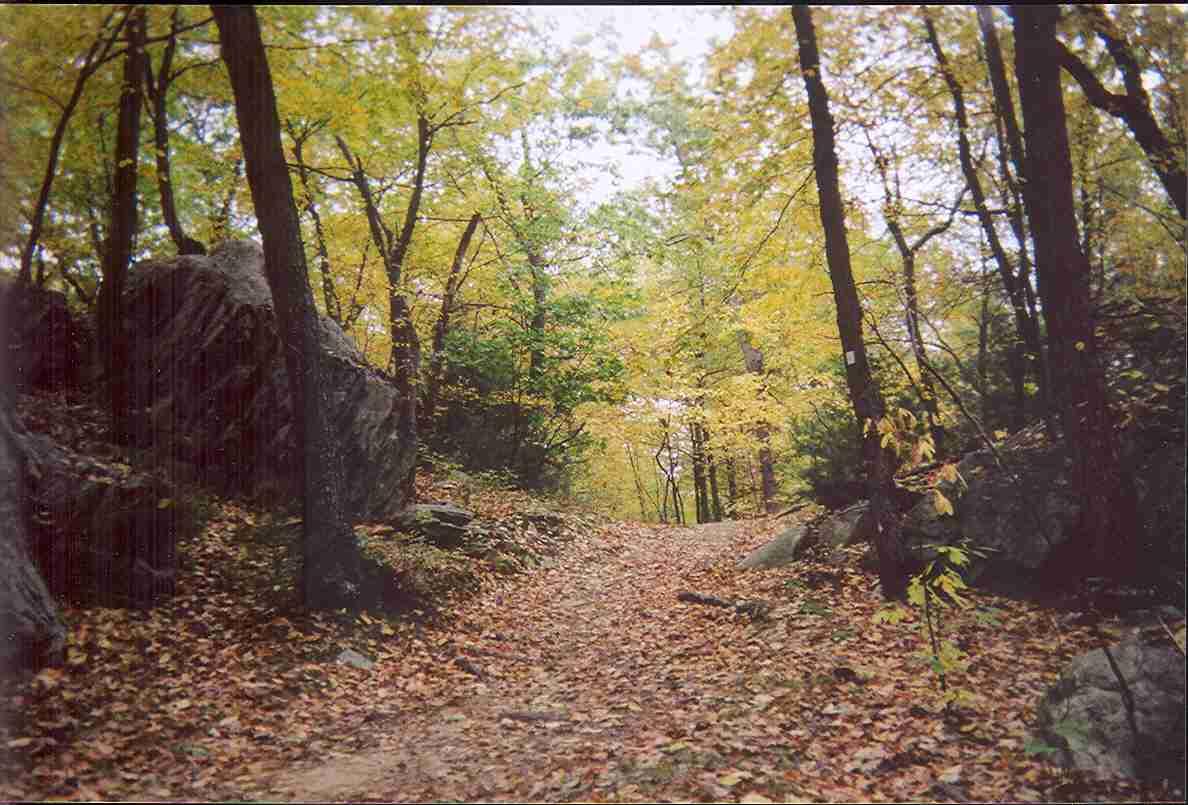 A winding dirt path through a forest, surrounded by trees with vibrant yellow leaves and scattered autumn foliage on the ground. Large rocks are visible alongside the trail, creating a natural and serene outdoor setting. The scene is illuminated with soft, diffused light, suggesting a calm, overcast day. Needham Town Forest mountain bike trail.