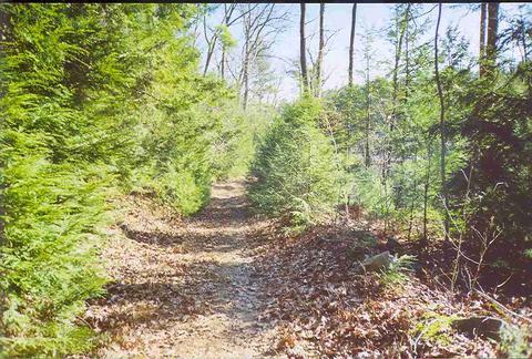 A serene hiking trail surrounded by tall green trees and underbrush, with a carpet of fallen leaves on the ground. The path winds gently through a peaceful forest area, illuminated by soft sunlight. Bald Hill Reservation mountain bike trail.