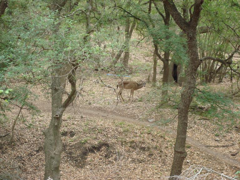 A serene forest scene featuring a deer standing on a wooded path surrounded by trees and fallen leaves. The area is lush with greenery, indicating a peaceful, natural environment. McAllister Park mountain bike trail.
