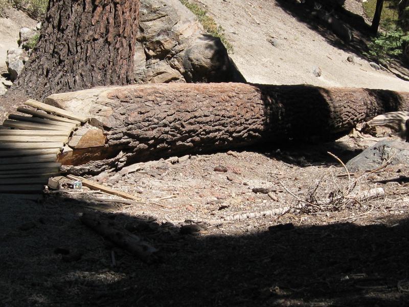 A fallen tree trunk resting on the forest floor, surrounded by rocks and scattered branches, with sunlight filtering through the trees above. Mammoth Mountain Resort mountain bike trail.