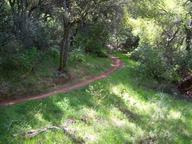 Winding dirt path through a lush green forest, bordered by trees and sunlight filtering through the leaves. Clementine / Forresthill Connector Trail mountain bike trail.